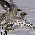 ID1 Siberian Sand Plover Adult Winter (old P9-10)<br />Canon EOS 7D + EF400 F5.6L